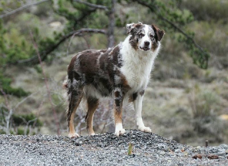 Eclypss total red' lunar Des compagnons du berger