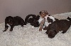  - chiots de 3 semaines