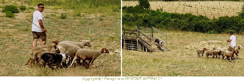 Eclypss total red' lunar Des compagnons du berger