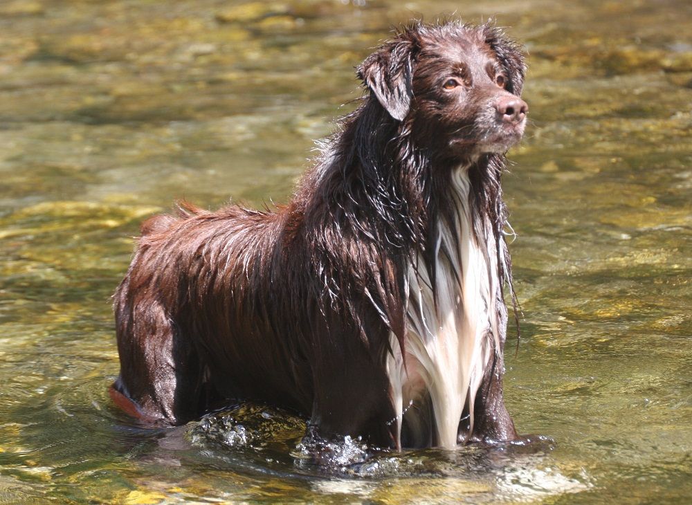 Liwanuu brown matohota ohitika de la Provence Australe