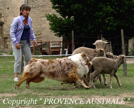 Ethann wild' red bear de la Provence Australe
