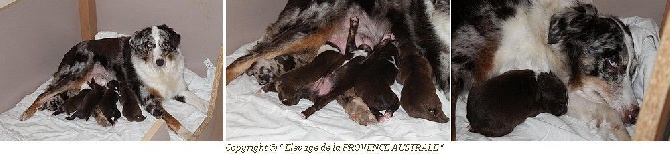 de la Provence Australe - 3 Mars 2015 : Naissance